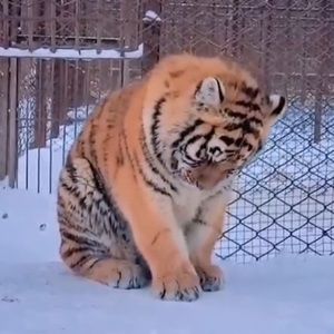 Meet your Posher, Qidong